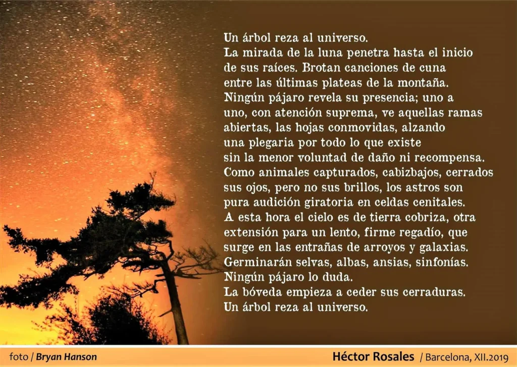 Un árbol reza al universo
