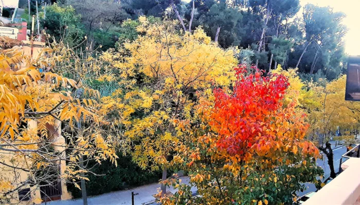 12--Otoño en Gran Vista. BCN - HR. NOV. 2019